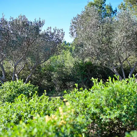 Les Garrigues De La Vallee Des Baux *